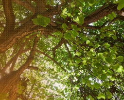 O uso de formas plásticas recicláveis na construção civil: iniciativa efetiva para sustentabilidade